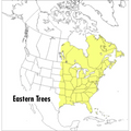 A Peterson Field Guide to Eastern Trees: Eastern United States and Canada, Including the Midwest