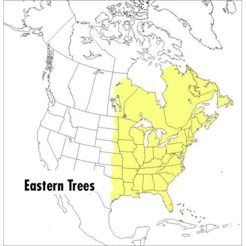 A Peterson Field Guide to Eastern Trees: Eastern United States and Canada, Including the Midwest