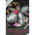 Chocolate Soldier Plant: Plant Guide