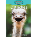 Ostriches