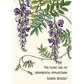 The plant and its ornamental applications