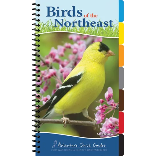 Birds of the Northeast: Your Way to Easily Identify Backyard Birds
