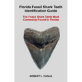 Florida Fossil Shark Teeth Identification Guide: The Fossil Shark Teeth Most Commonly Found In Florida
