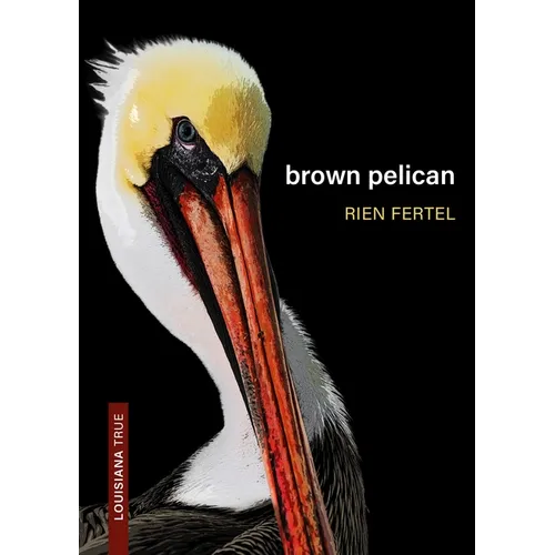 Brown Pelican