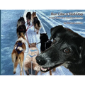 Run Like a Sled Dog: Another Black Bear Sled Dog Adventure